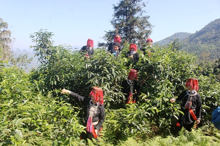 Ota Viet Nam 1 331