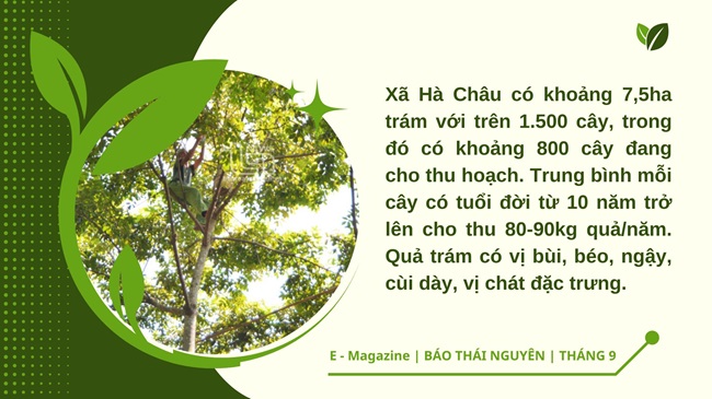 Ota Viet Nam 1 363