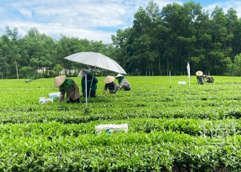 111 Thai Nguyen Them 5 Lang Nghe Che Duoc Cong Nhan