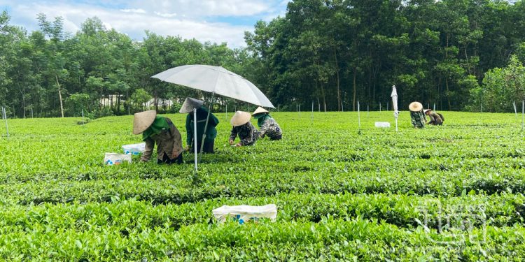 111 Thai Nguyen Them 5 Lang Nghe Che Duoc Cong Nhan