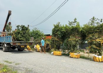 151 Long An Lang Nghe Don Tet 1