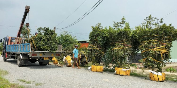 151 Long An Lang Nghe Don Tet 1