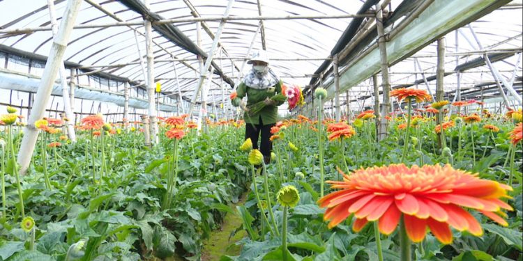 271ha Noi Lang Hoa Tay Tuu Vao Tet