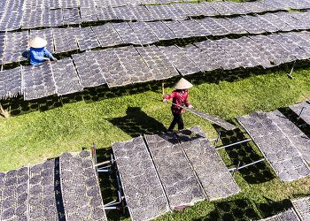 271lang Nghe Vao Xuan