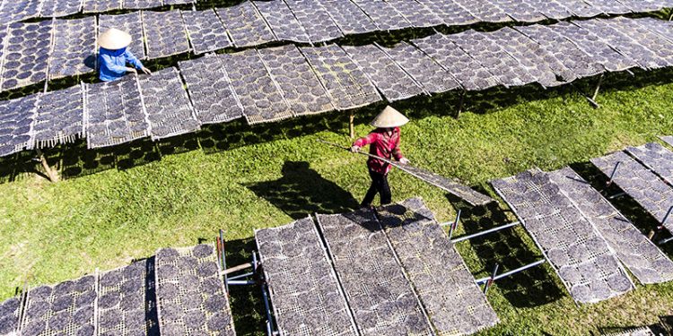 271lang Nghe Vao Xuan