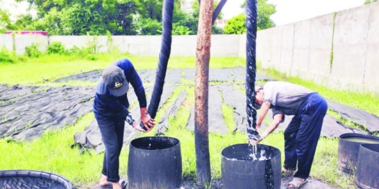 35an Giang Thang Tram Nghe Lua My A