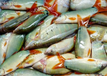 Caheonuoibemoibatlen 1