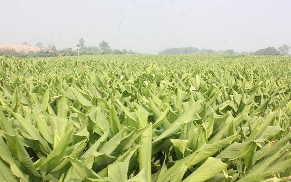 Dacsantinhhoatucaynghe 1