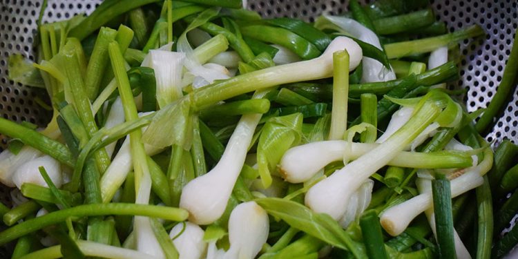 Dacsantoinonlyson1 1