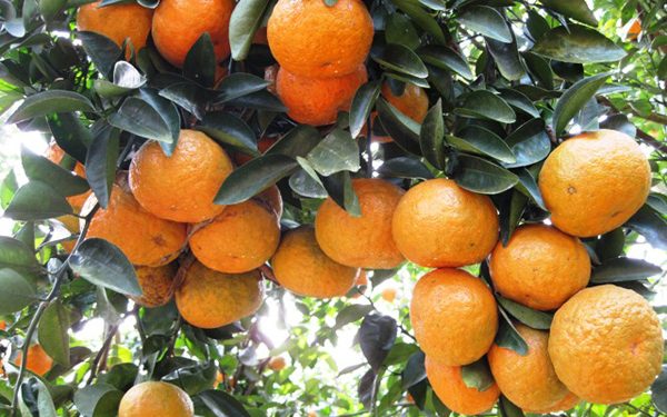 Nhungdacsanhungyen 1