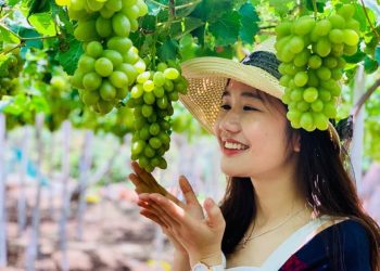 Quadacsanninhthuan 1