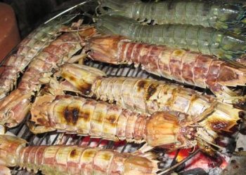 Thomngontomtitscamau1