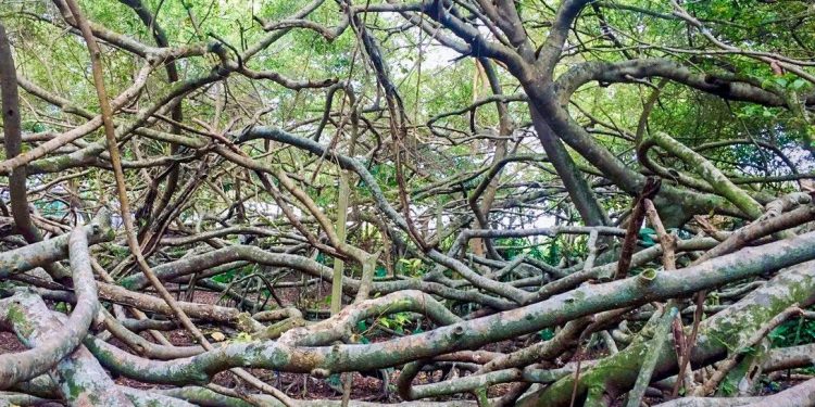 1410ve Can Tho Ghe Tham Quan Gian Gua Doc Nhat Vo Nhi 1