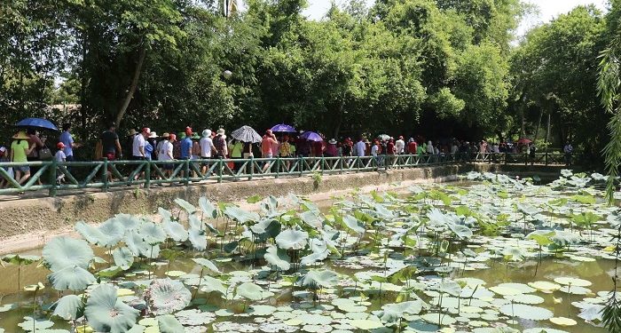 185 Ve Lang Sen Que Bac