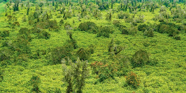 205kham Pha U Minh Ha 1