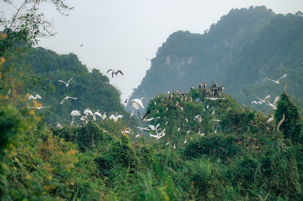 Ota Viet Nam 1 14