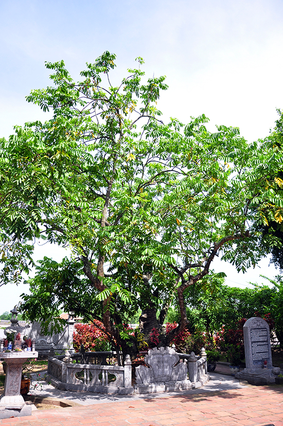 Ota Viet Nam 1 707